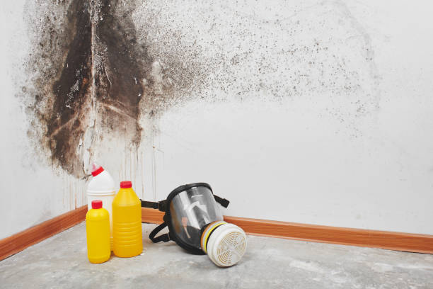 Best Mold Remediation  in Byng, OK