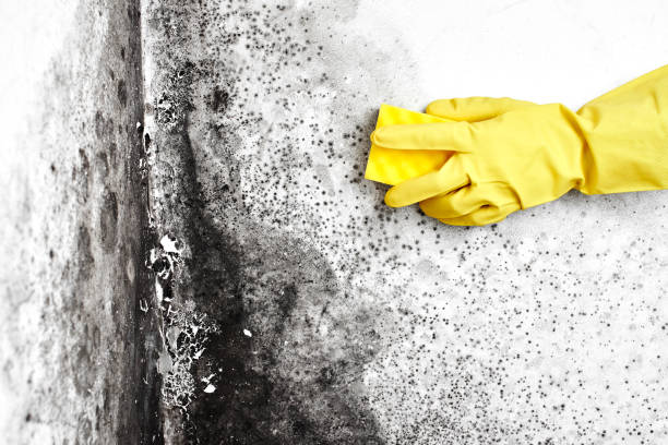 Best Certified Mold Removal  in Byng, OK