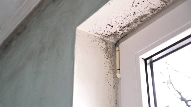 Best Certified Mold Removal  in Byng, OK