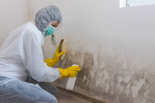 Best Certified Mold Removal  in Byng, OK