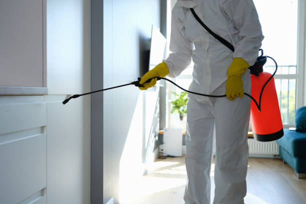 Best Affordable Mold Removal  in Byng, OK