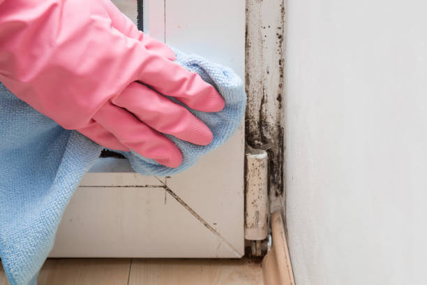 Best Home Mold Removal  in Byng, OK