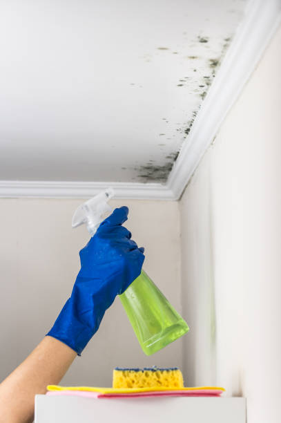 Best Same-Day Mold Removal  in Byng, OK